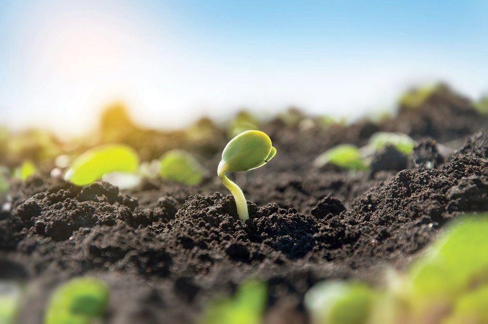 调控微生物改善土壤生物制剂能否开启农业新篇章