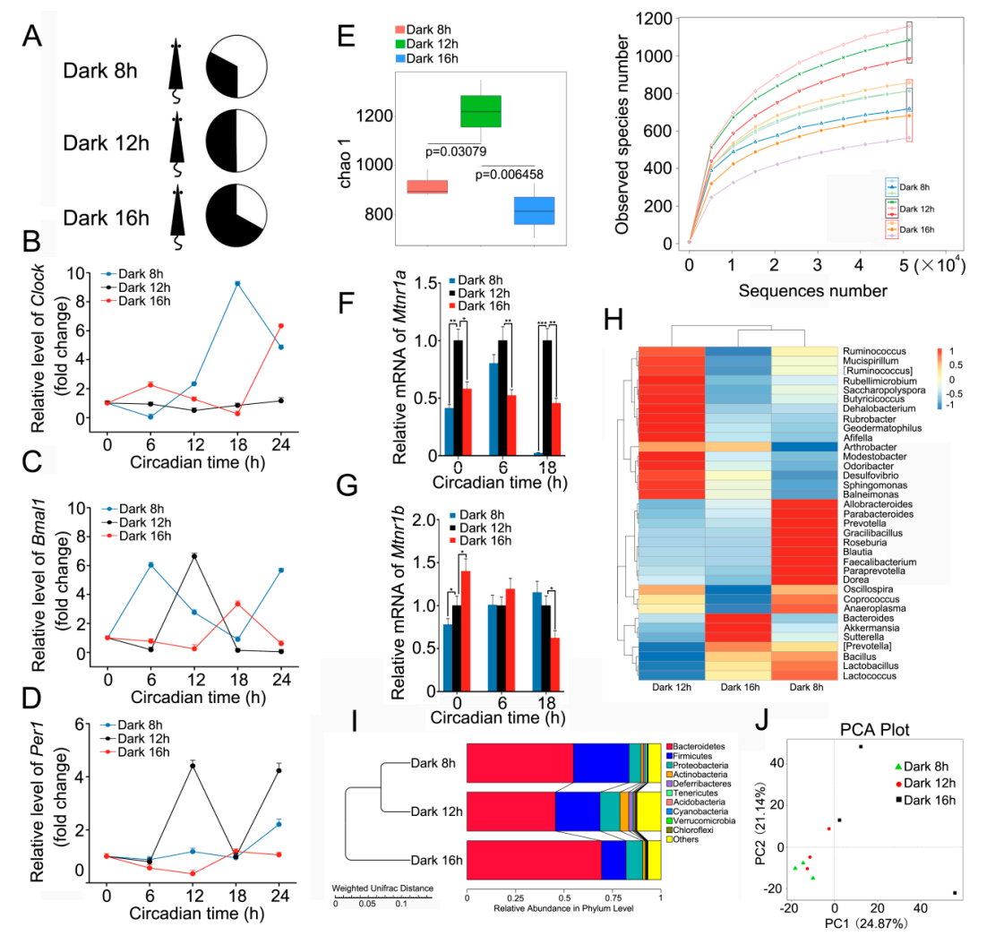 circadian rhythm         ,        intestinal bacterial