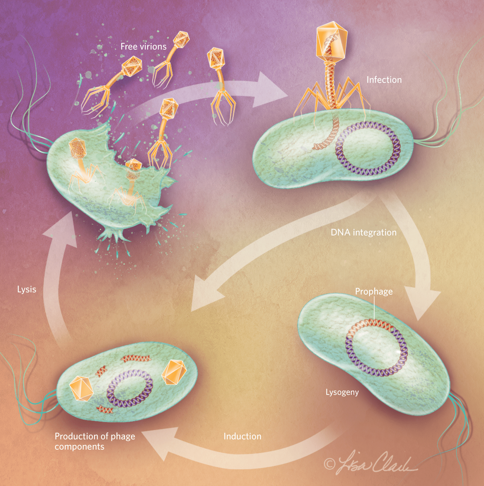 噬菌体生活史图片