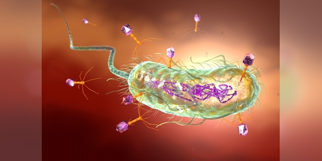 噬菌体真实图片细菌图片