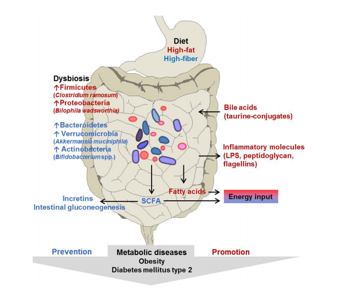 短鏈脂肪酸吸收膽汁酸糖尿病飲食代謝綜合徵腸道菌群肥胖弱炎症反應