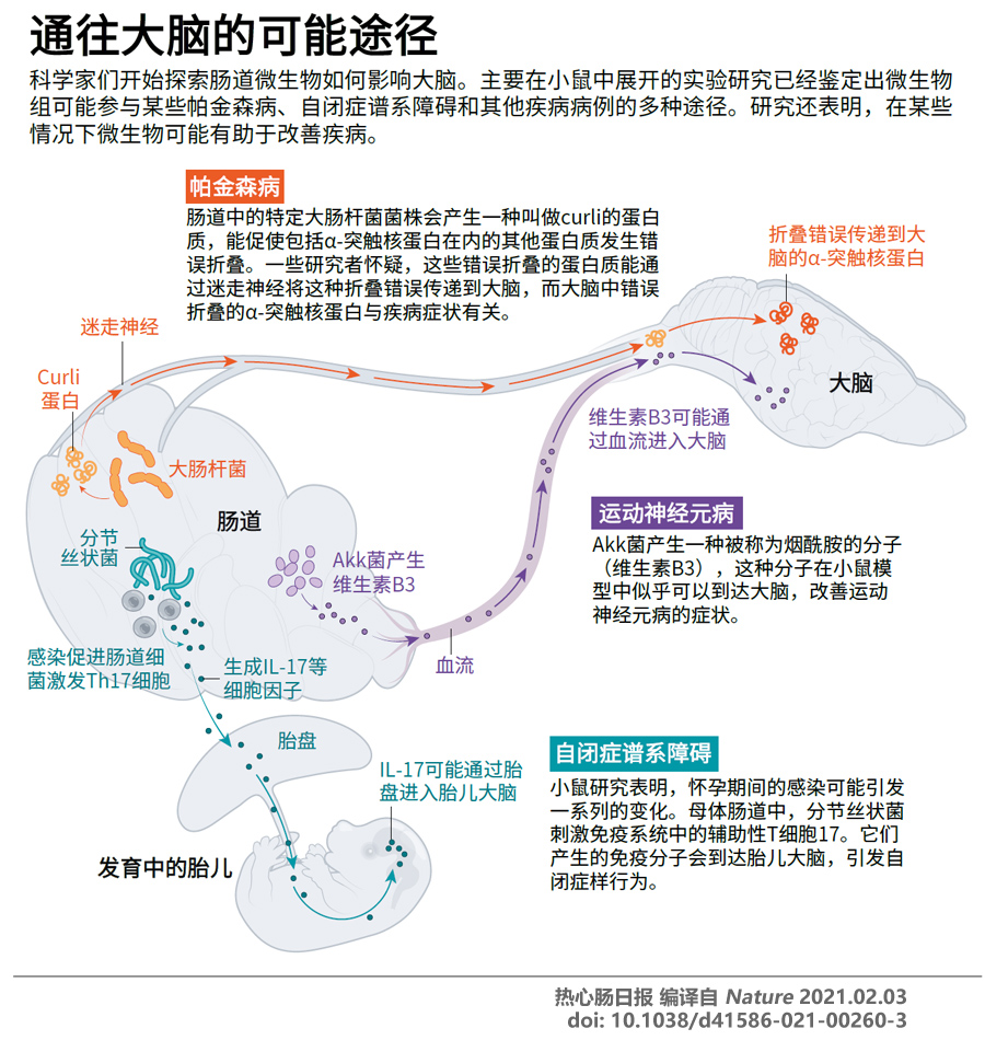 nature新聞:腸道微生物如何影響大腦健康?(一圖讀懂)